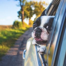 dog looking out of a car window
