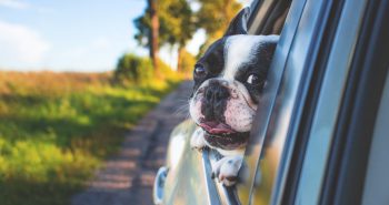 dog looking out of a car window