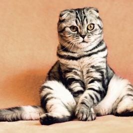 Cat sitting awaiting to be trained