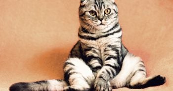 Cat sitting awaiting to be trained