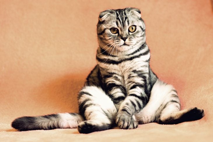 Cat sitting awaiting to be trained