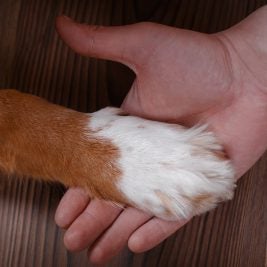 Dog Giving a Helping Hand