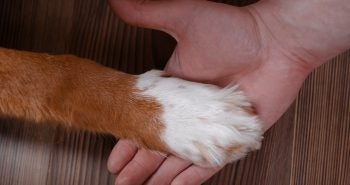 Dog Giving a Helping Hand