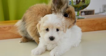 Dog and Bunny