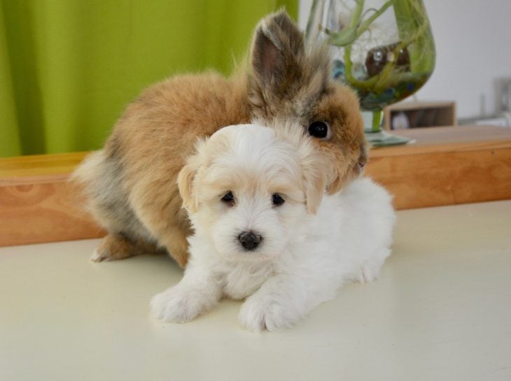 Dog and Bunny