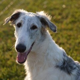 Sweet Dog