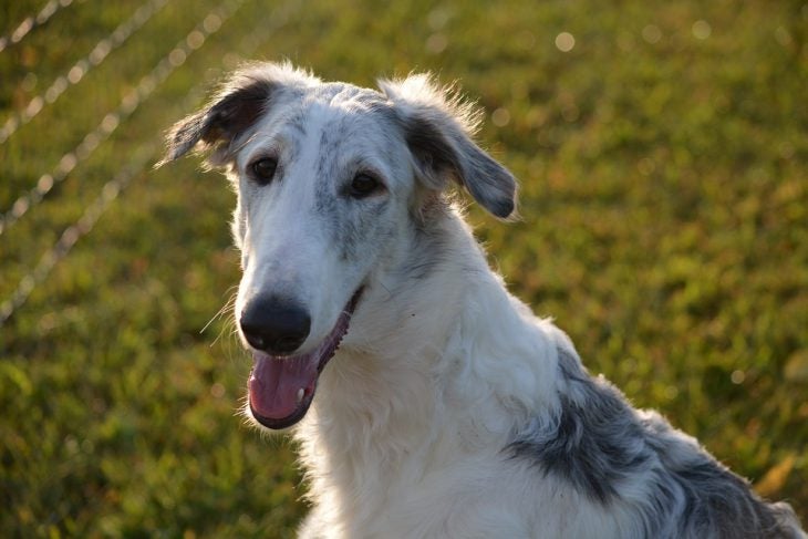 Sweet Dog