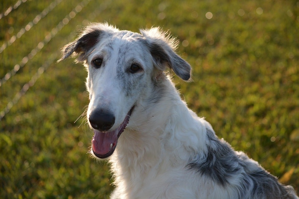 Sweet Dog