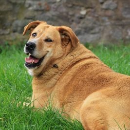 Chubby Dog