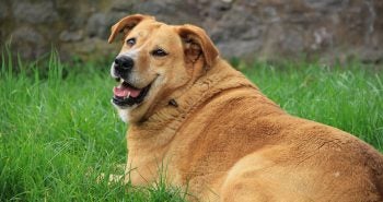 Chubby Dog