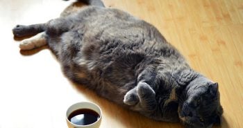 Obese Cat