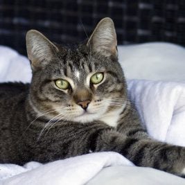cat