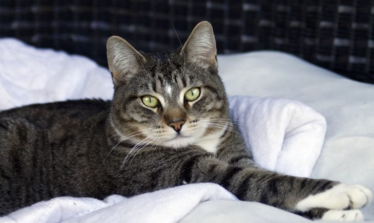 cat