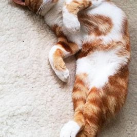 Cat Sleeping