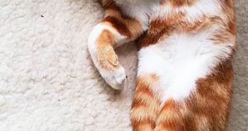 Cat Sleeping