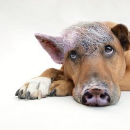 Funny dog