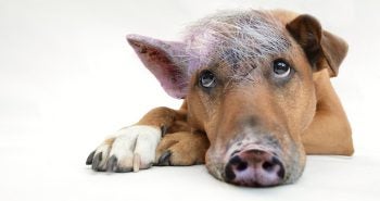 Funny dog