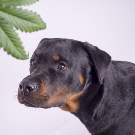 Natural Dog
