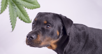 Natural Dog