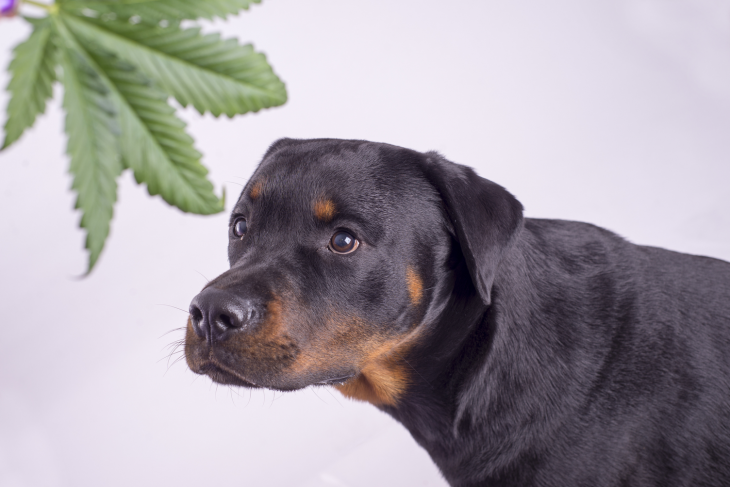 Natural Dog