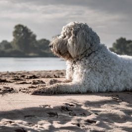 Dog on Beach