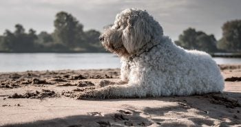 Dog on Beach