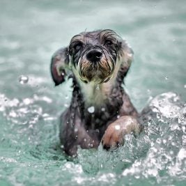 dog swimming