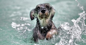dog swimming