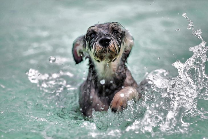 dog swimming