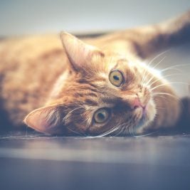 pet cat