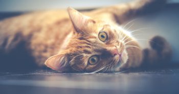 pet cat