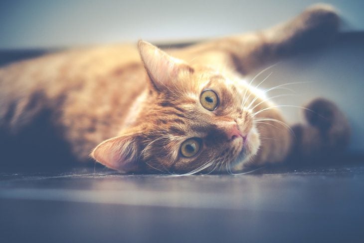 pet cat