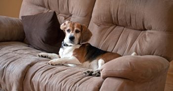 Dog on Couch