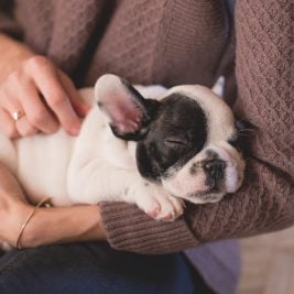 medication for healthy puppies