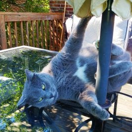 Crazy cat