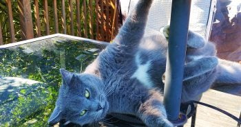 Crazy cat