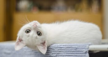 New kitten